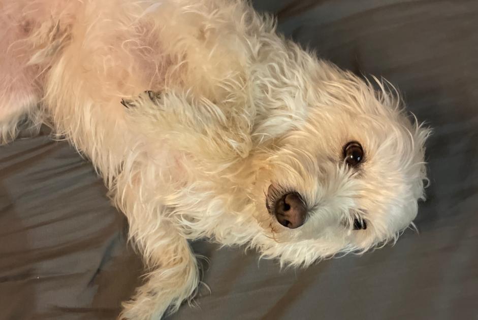 Fundmeldung Hund rassenmischung Weiblich Antibes Frankreich Fundmeldung Hund rassenmischung Weiblich Antibes Frankreich