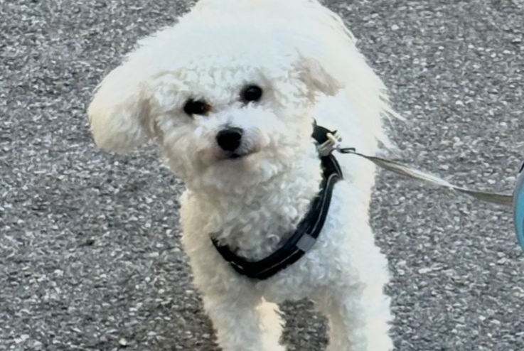 Alerta de Desaparición Perro Macho , 1 años Nice Francia Alerta de Desaparición Perro Macho , 1 años Nice Francia