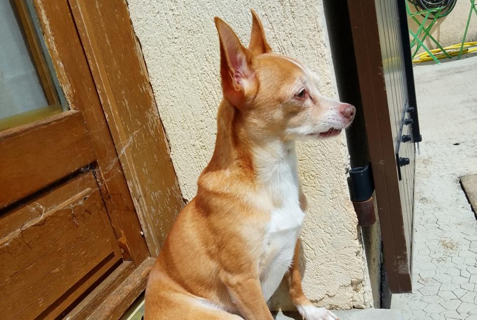 Alerte Disparition Chien Mâle , 11 ans Le Cannet France Alerte Disparition Chien Mâle , 11 ans Le Cannet France
