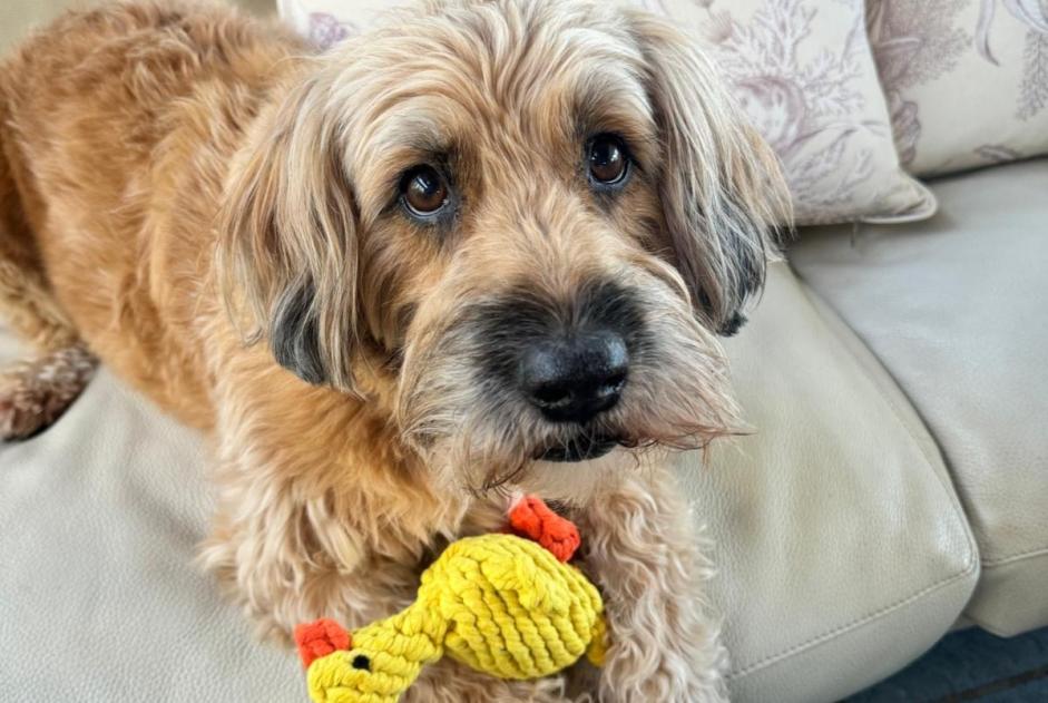 Alerte Disparition Chien Mâle , 10 ans Le Tignet France Alerte Disparition Chien Mâle , 10 ans Le Tignet France