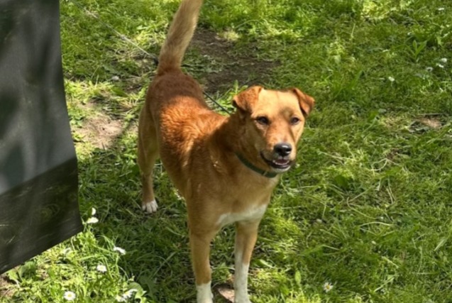 Alerte Disparition Chien Mâle , 2 ans Cannes France