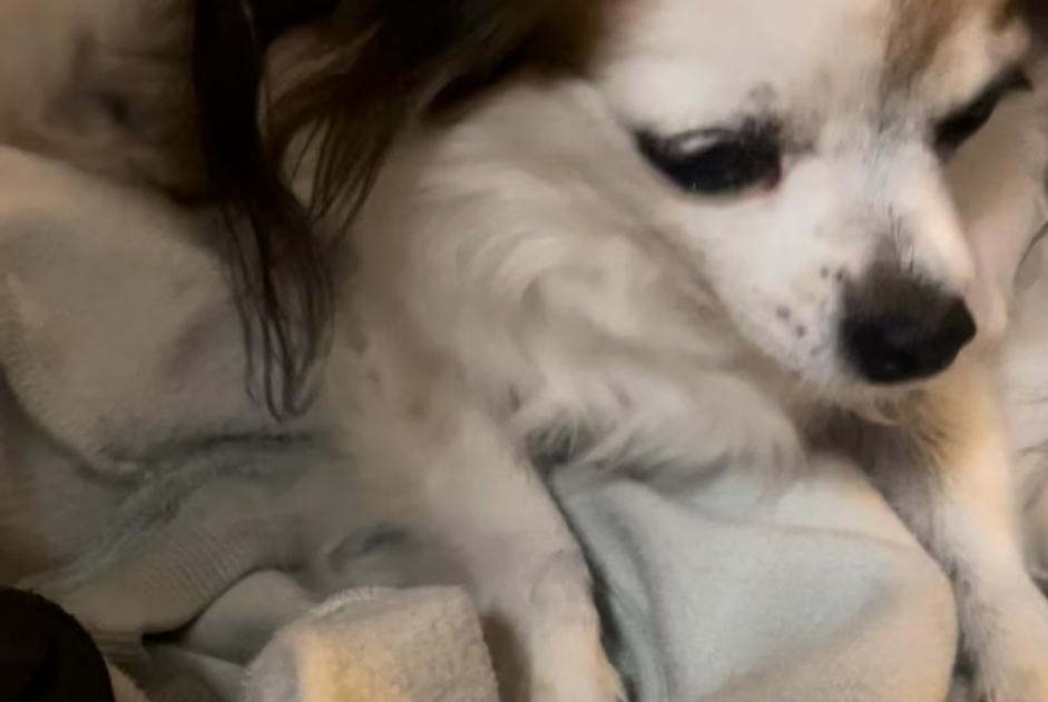 Alerte Disparition Chien  Femelle , 15 ans Nice France
