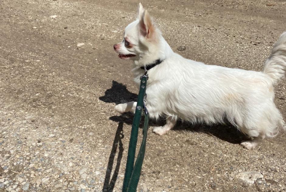 Avviso Ritrovamento Cane Femmina Escragnolles Francia Avviso Ritrovamento Cane Femmina Escragnolles Francia
